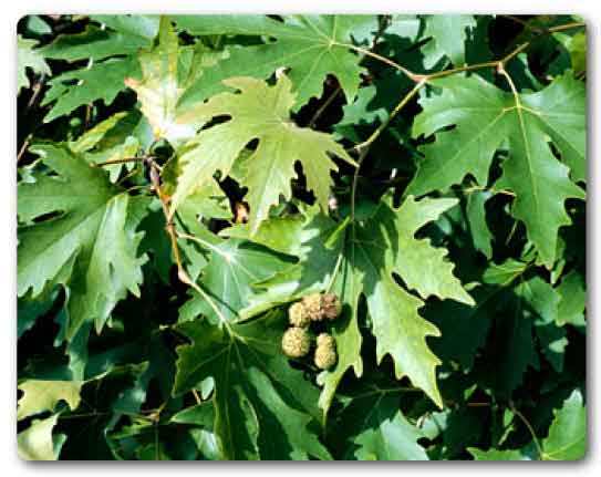 Jammu and Kashmir State tree, Chinar tree, Platanus orientalis